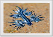 Load image into Gallery viewer, Glaucus
