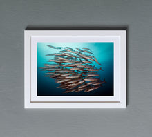 Load image into Gallery viewer, Barracuda Shoal
